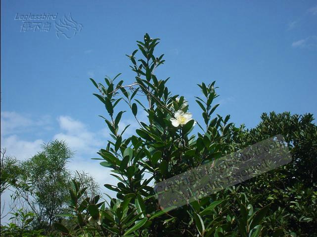 TaiLongWanNov2002-01