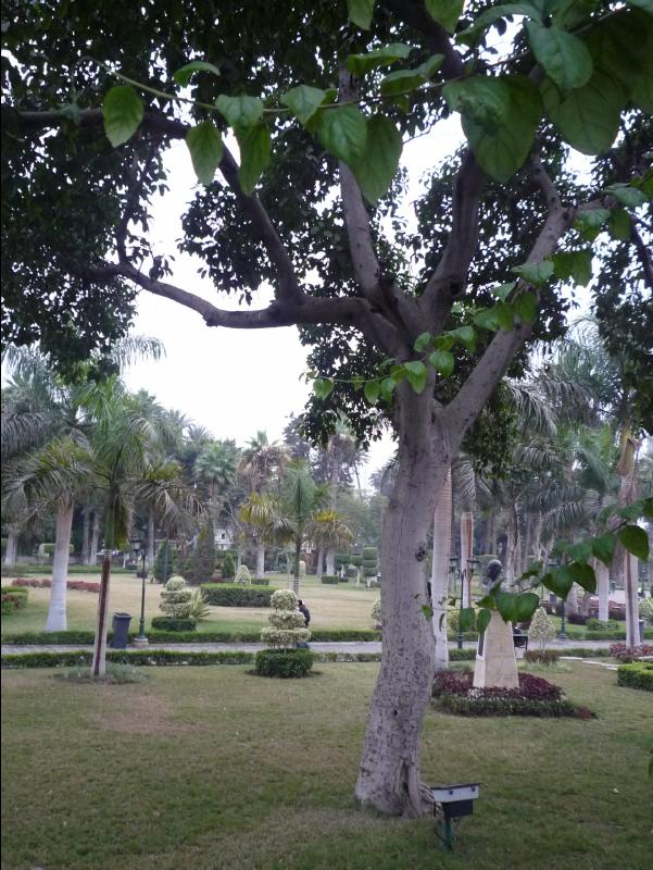 Cairo21