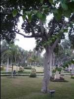 Cairo21