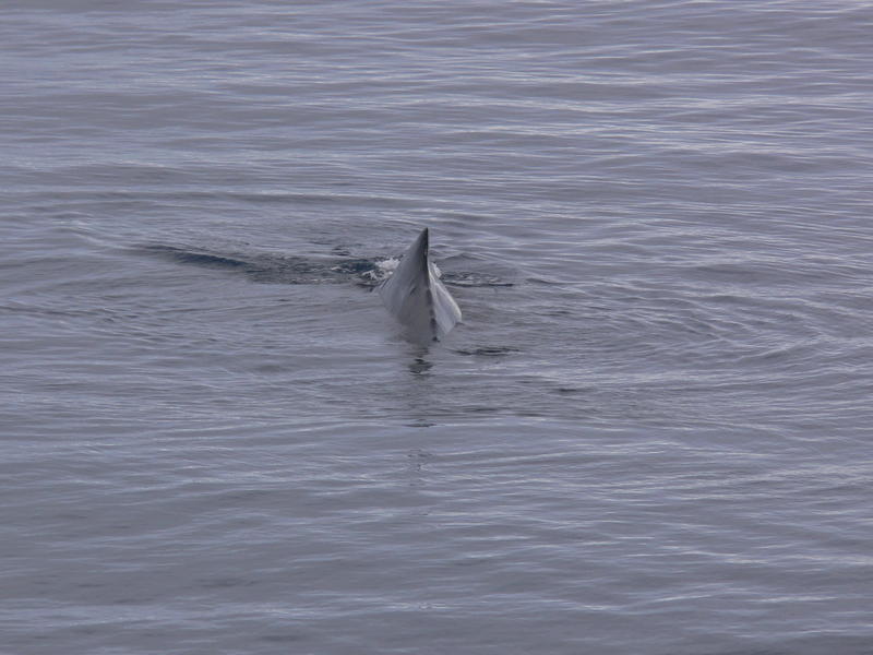 Humback_Whale013