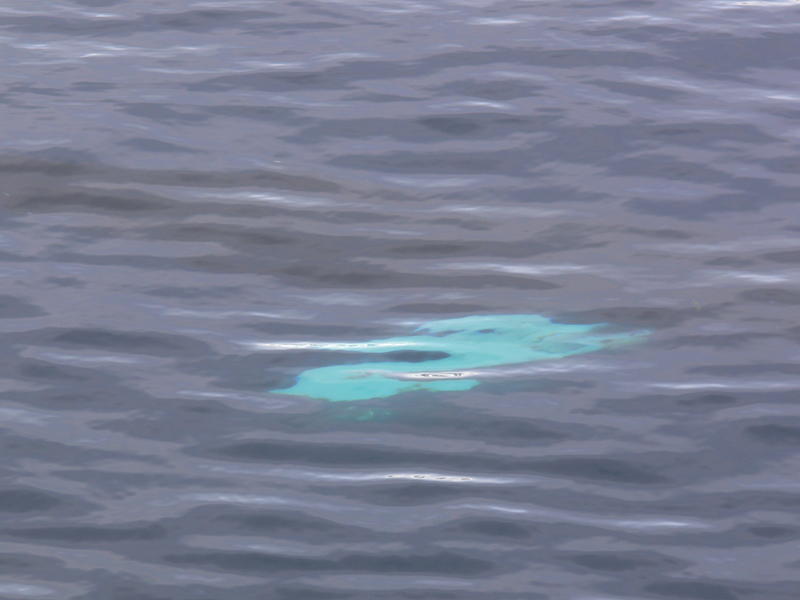 Humback_Whale015