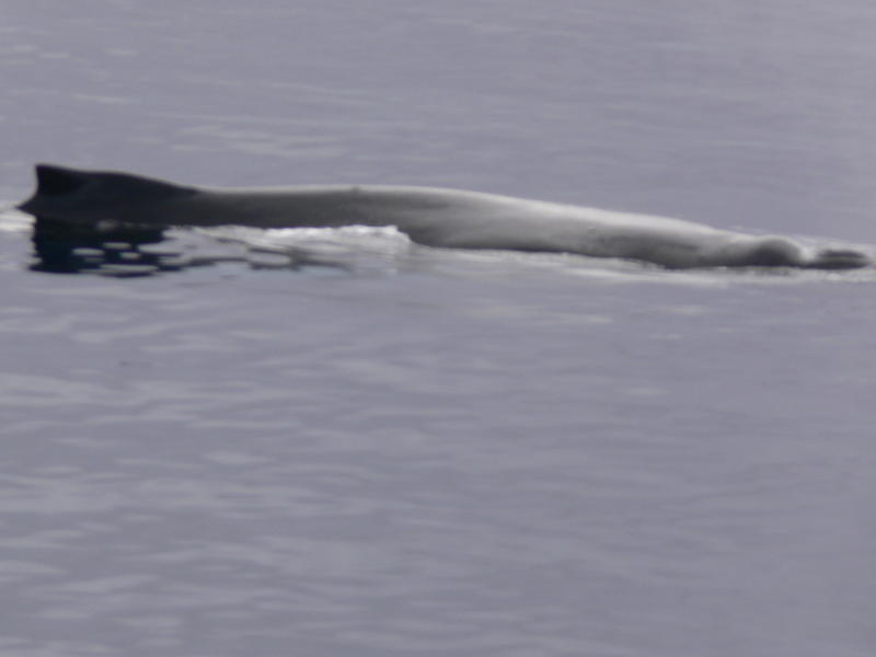 Humback_Whale022