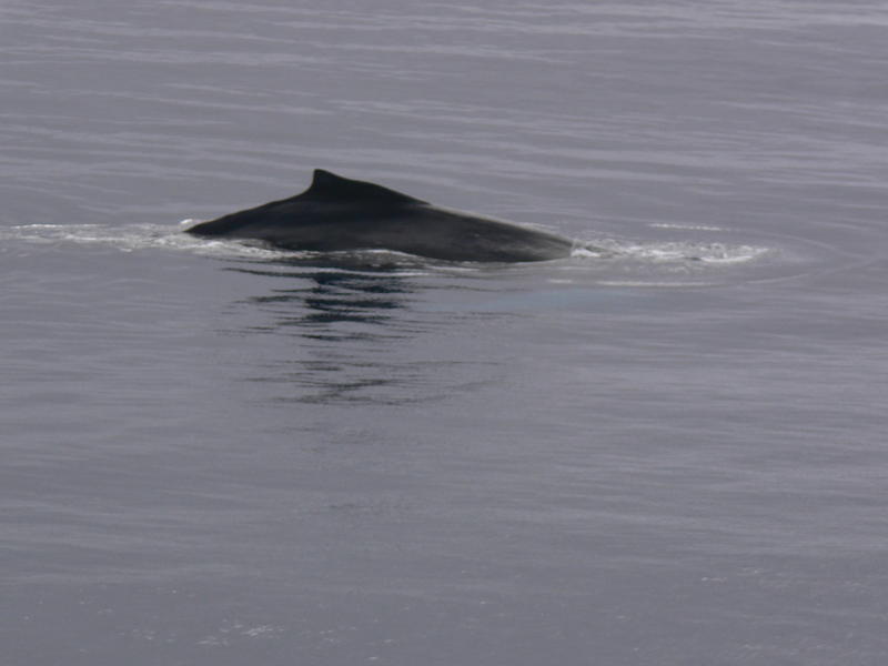 Humback_Whale029