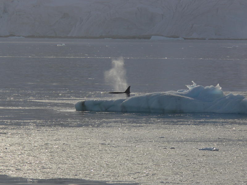 Whales013