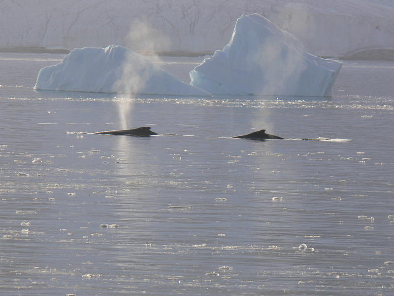 Whales018