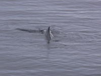Humback_Whale013