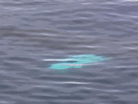Humback_Whale015