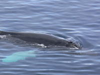Humback_Whale016