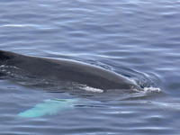 Humback_Whale017