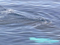 Humback_Whale018