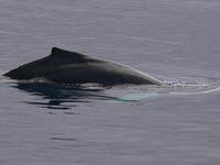 Humback_Whale020
