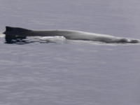 Humback_Whale022