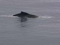 Humback_Whale029