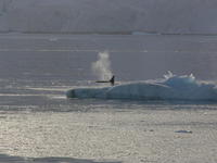 Whales013
