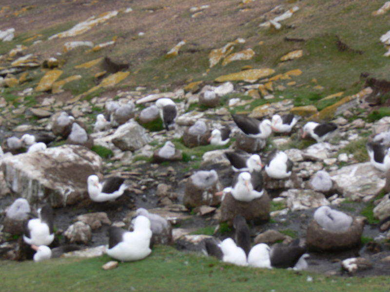 Black_Browed_Albatross02