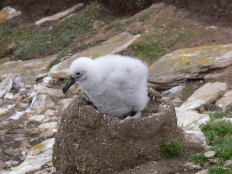 Black_Browed_Albatross03
