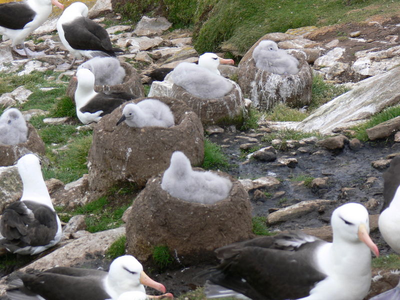 Black_Browed_Albatross04
