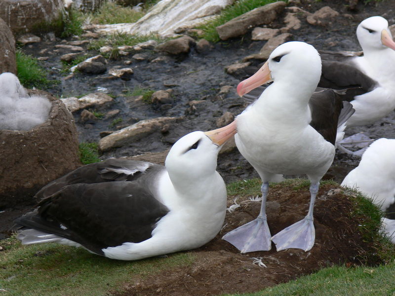 Black_Browed_Albatross06