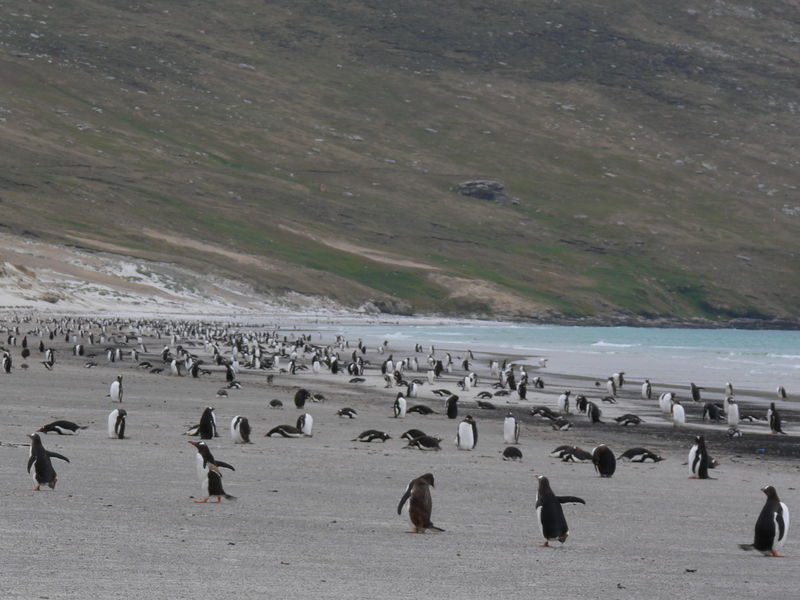 Geentoo_penguins028