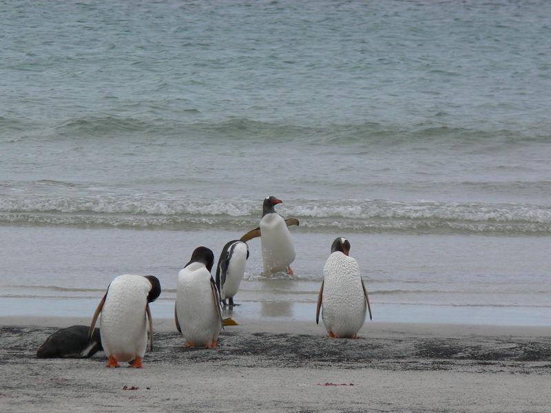 Geentoo_penguins030