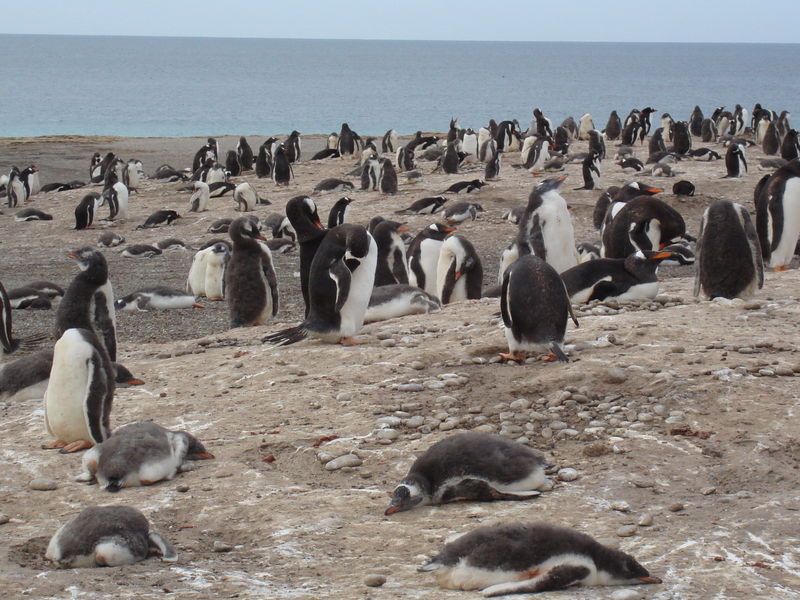 Gentoo_penguins001