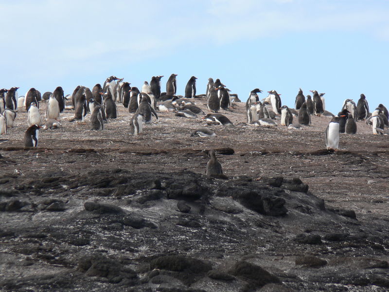 Gentoo_penguins004