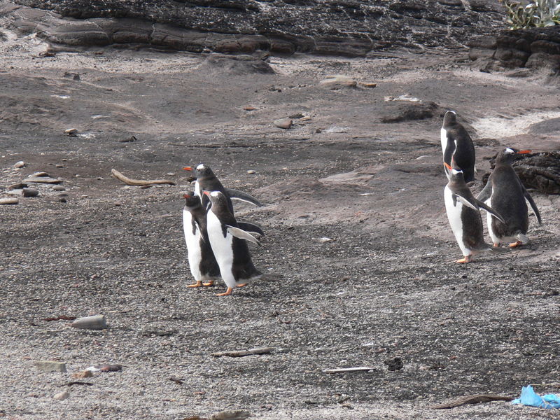 Gentoo_penguins006