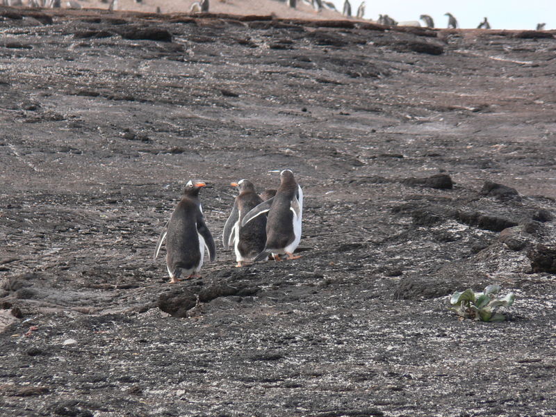 Gentoo_penguins007