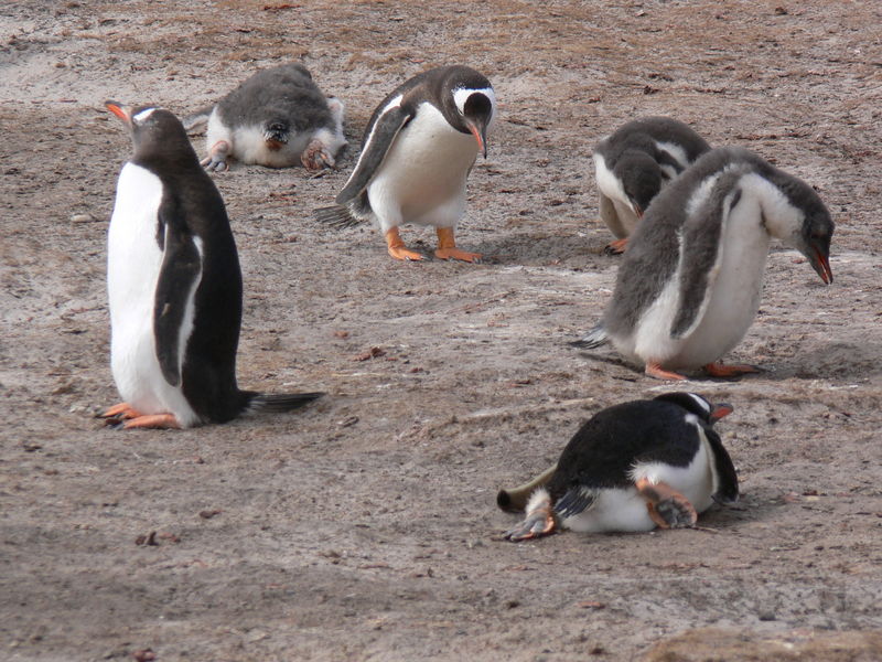 Gentoo_penguins009