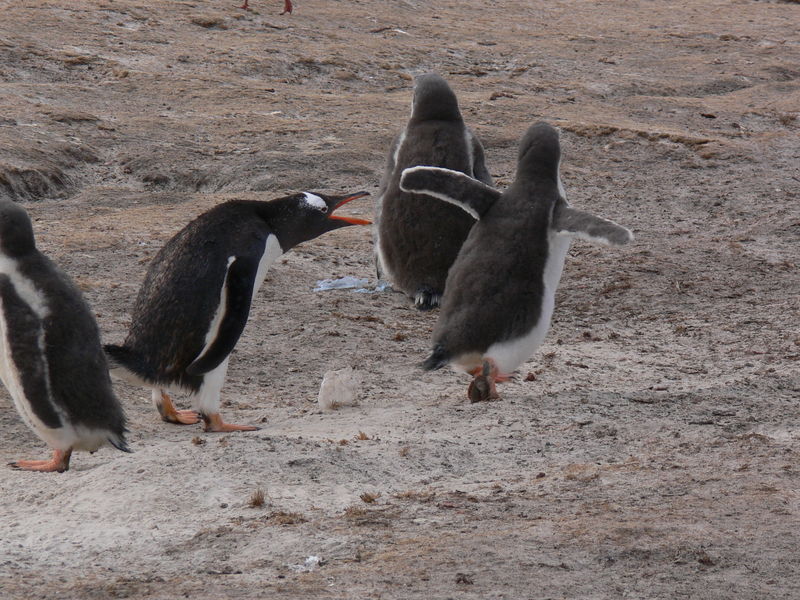 Gentoo_penguins011