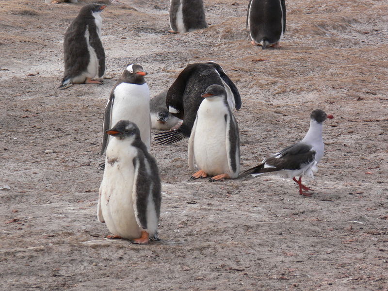 Gentoo_penguins012