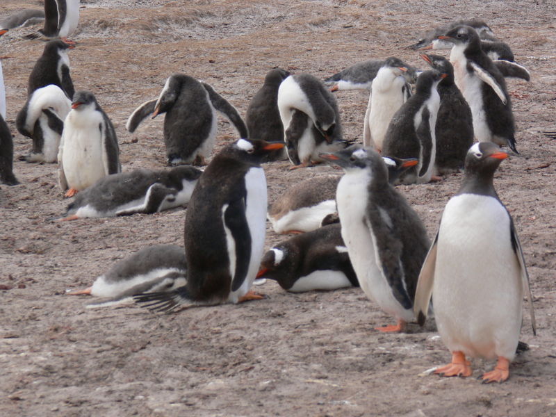 Gentoo_penguins014