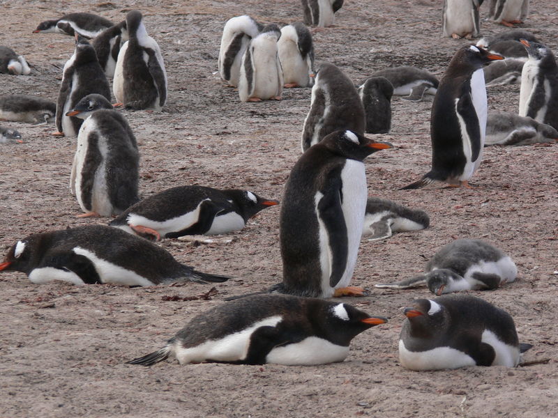Gentoo_penguins016