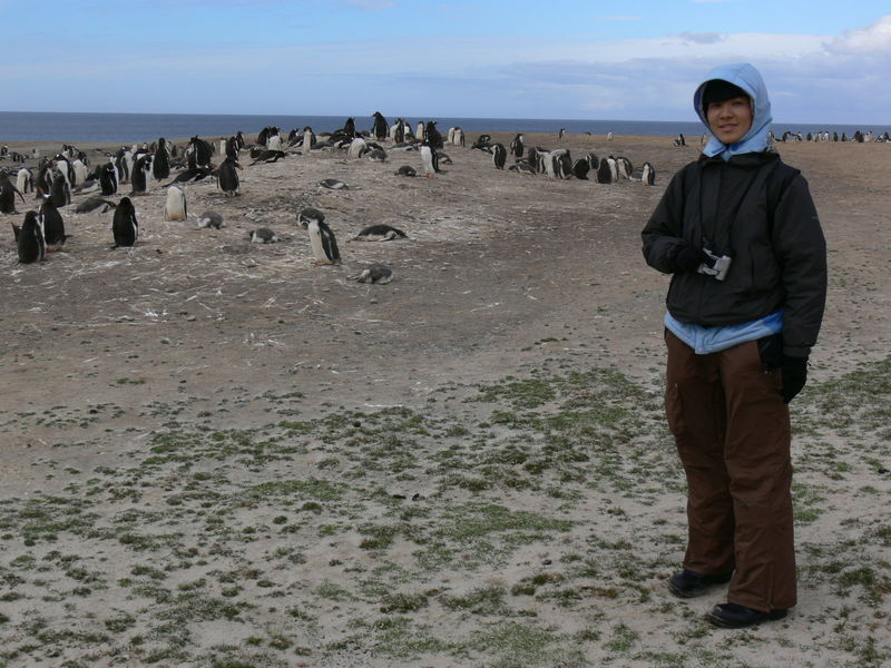 Gentoo_penguins019