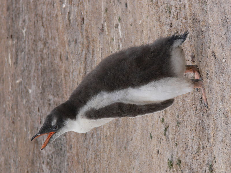 Gentoo_penguins022