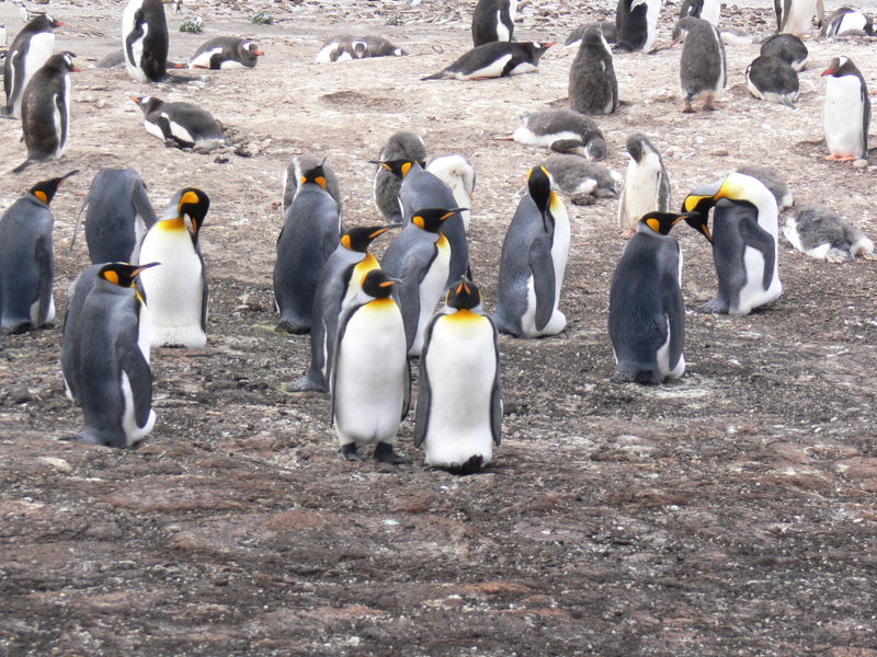 King_penguins01