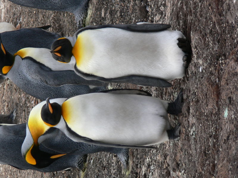 King_penguins03