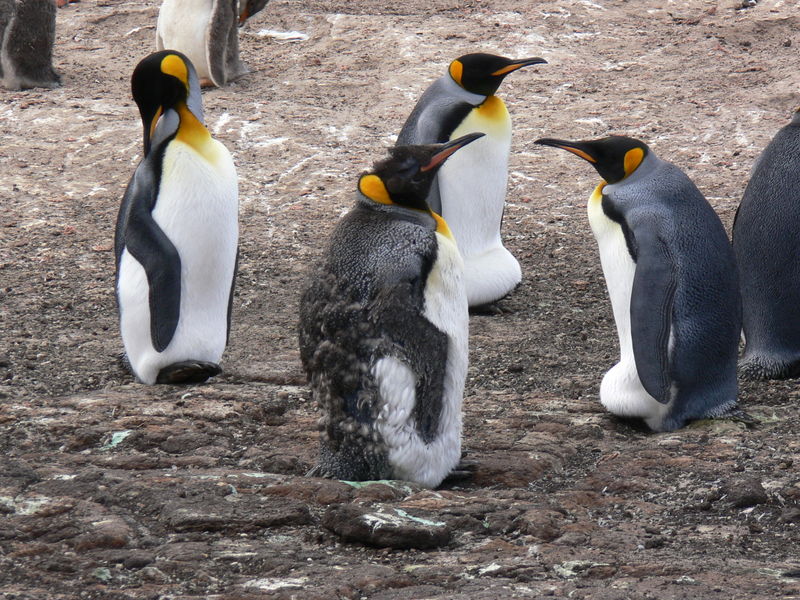 King_penguins04