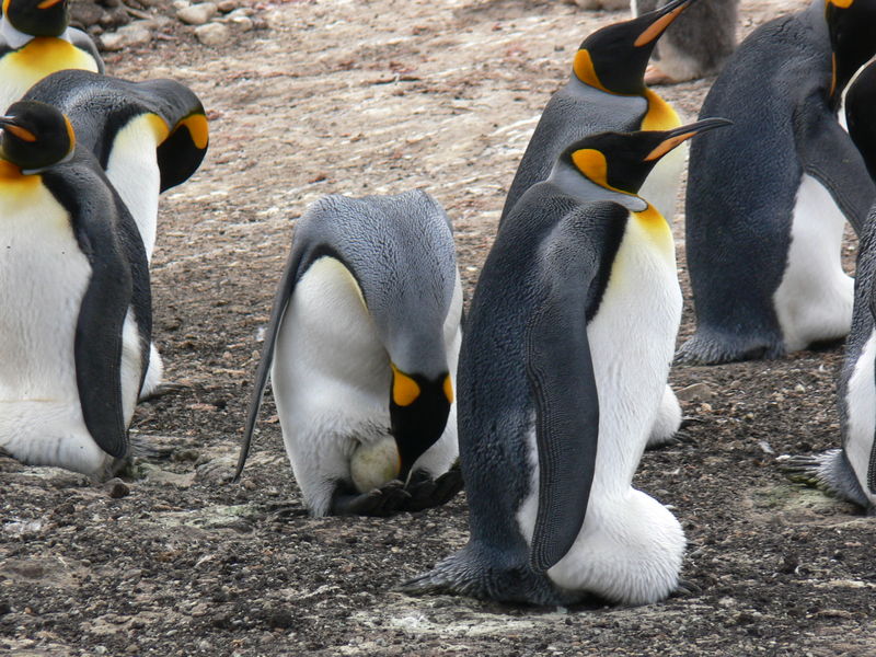 King_penguins07