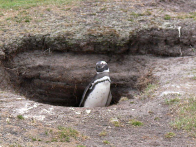 Magellanic_penguins01