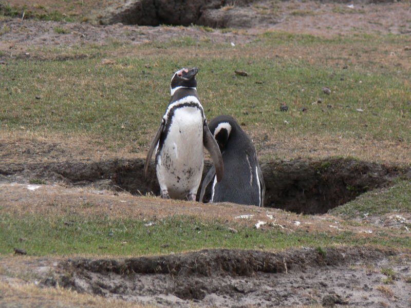 Magellanic_penguins02