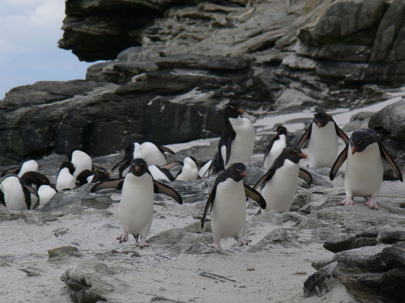 Rockhopper_penguins01