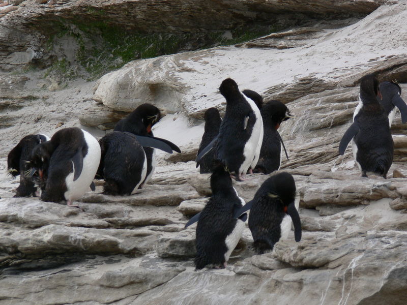 Rockhopper_penguins04