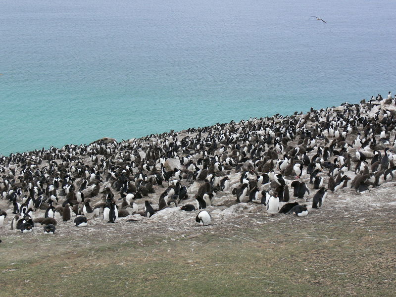 Rockhopper_penguins05