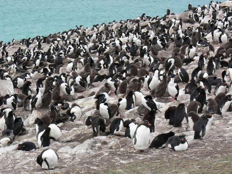 Rockhopper_penguins07