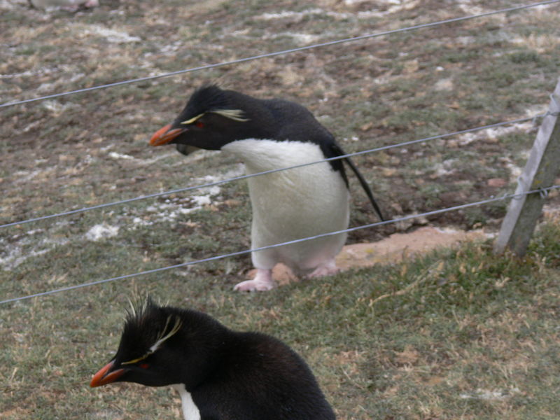 Rockhopper_penguins08