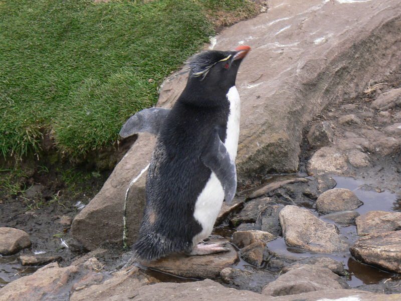 Rockhopper_penguins11