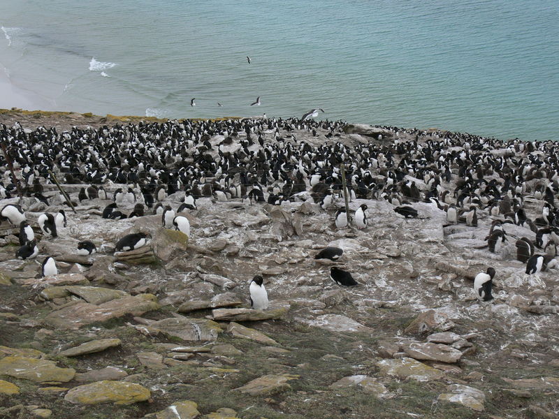 Rockhopper_penguins12