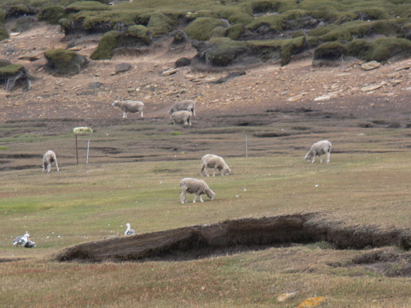 Saunders_Island006