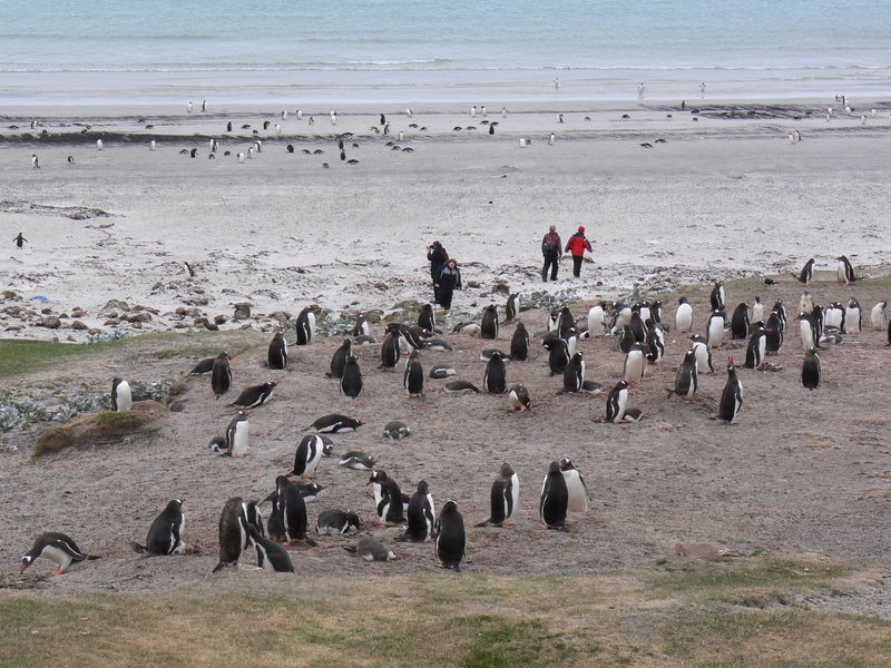 Saunders_Island009